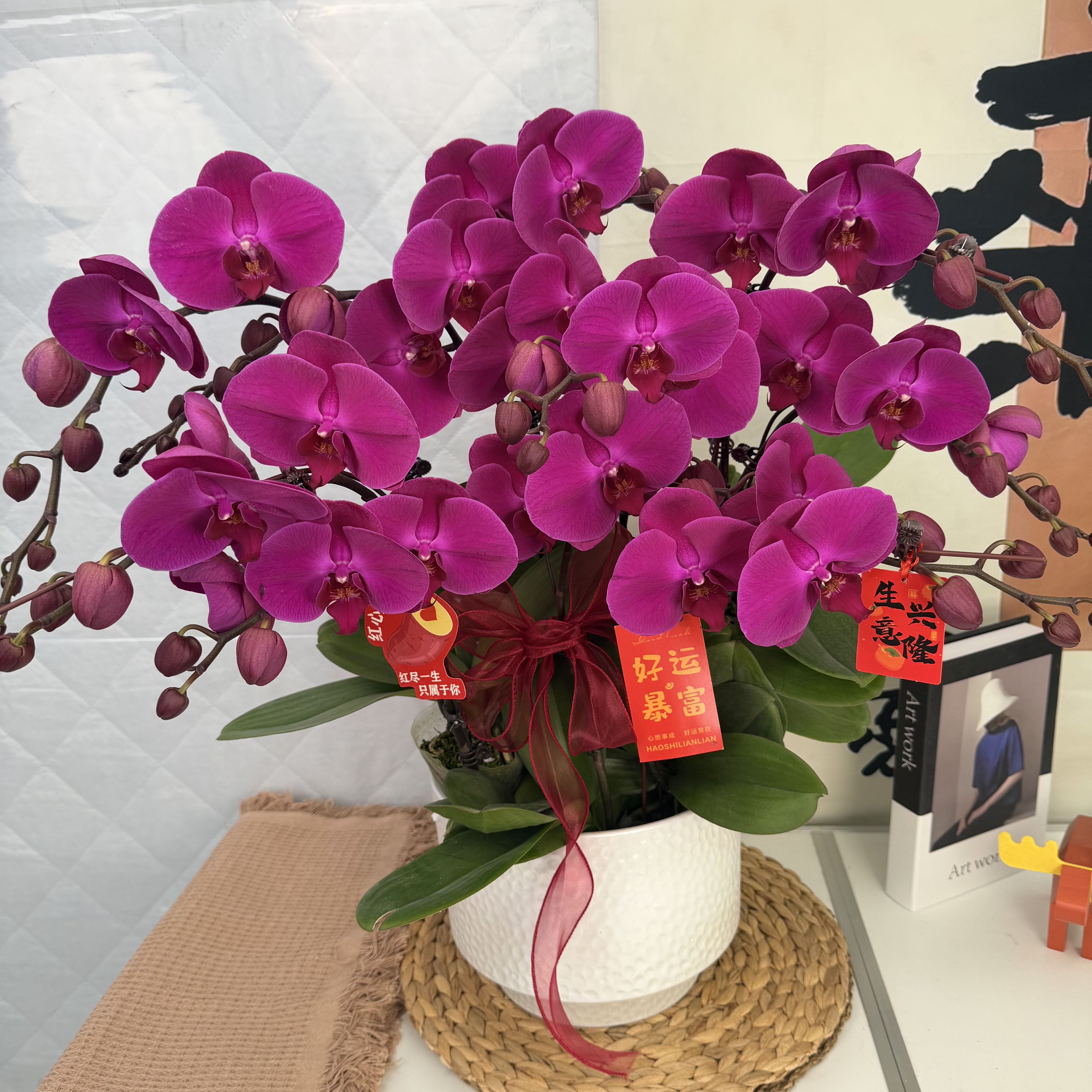 yx【红辣椒】蝴蝶兰 欧品花花 室内爆款盆栽 基地直发