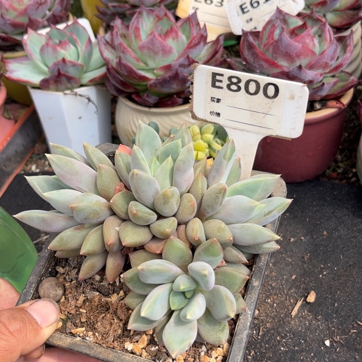 红象牙多肉植物的种类