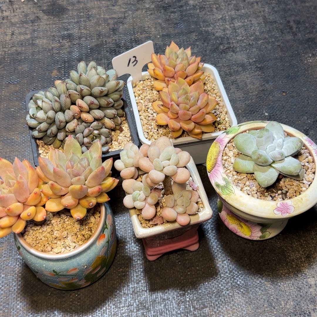 玉***须五颗福利发货。发货
