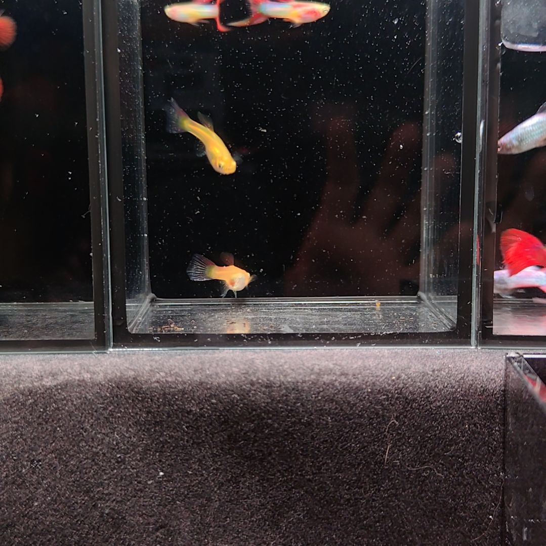 孔雀鱼珊瑚日本蓝双剑两对