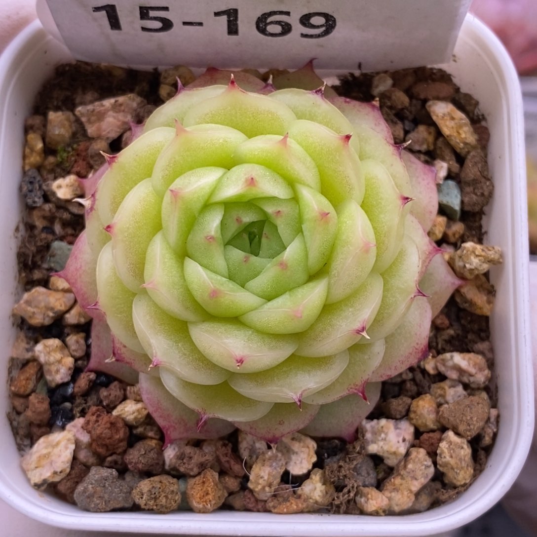 【闪购商品】15-169