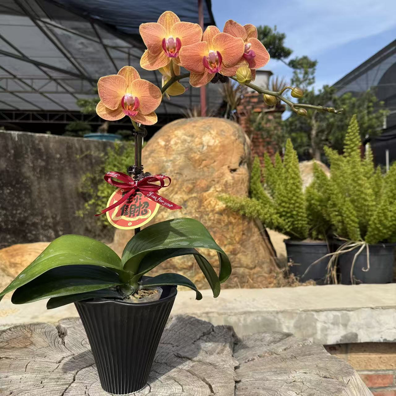 蝴蝶兰【黄花梨】 中花型  好养耐养    基地直发