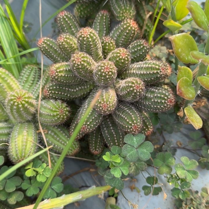 丽花白檀仙人掌群生672