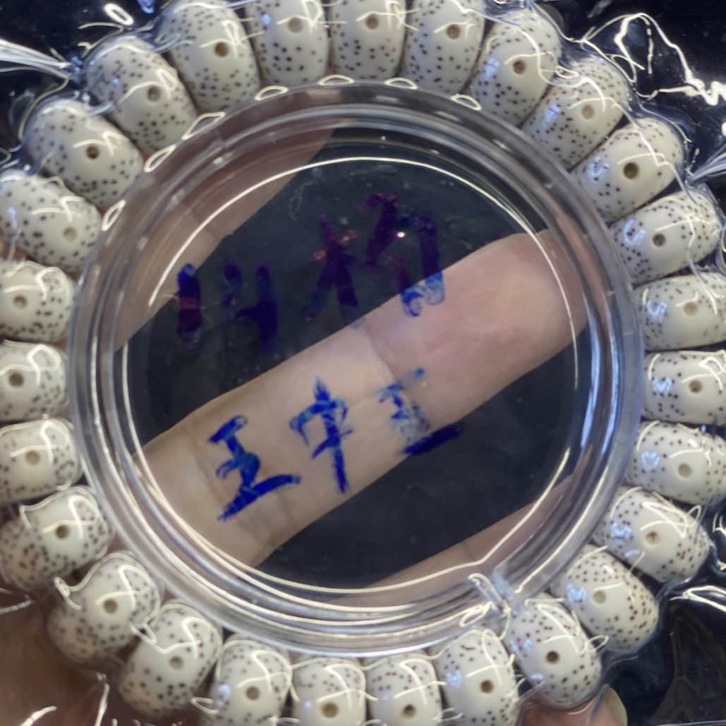 海南星月菩提 脱脂14 月朗星稀