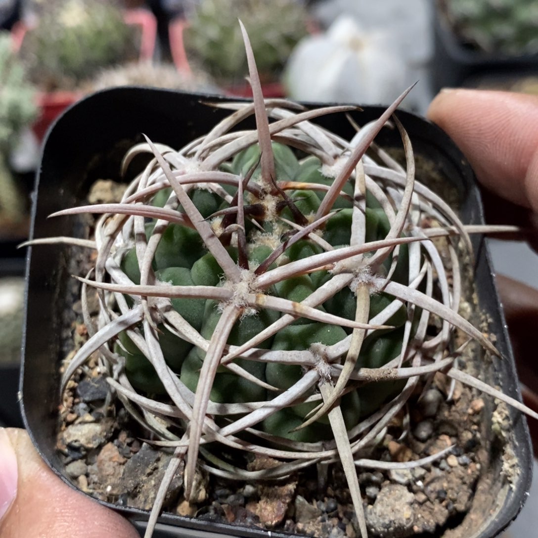 植播园艺76包刺碧岩玉