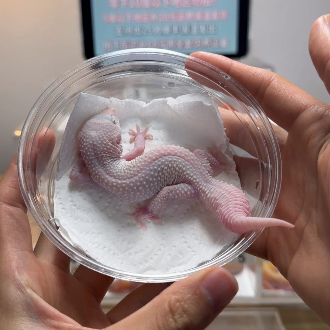 豹纹守宫雪花恶魔白酒妹妹