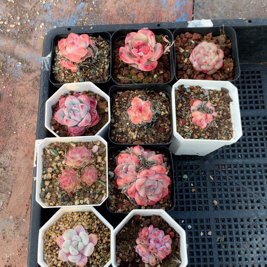 无花朵S96雨雨雨雨