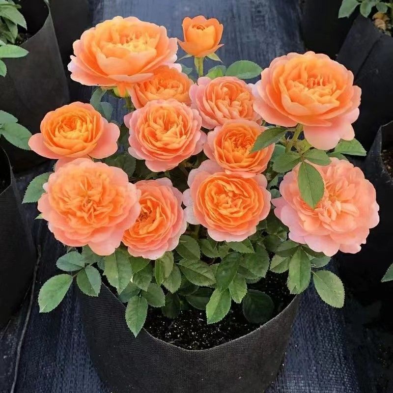 月季玫瑰花盆栽带花苞发货迷你玫瑰花苗庭院室外四季开花果汁阳台