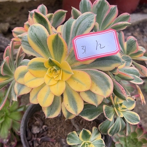 多肉植物灿烂31号