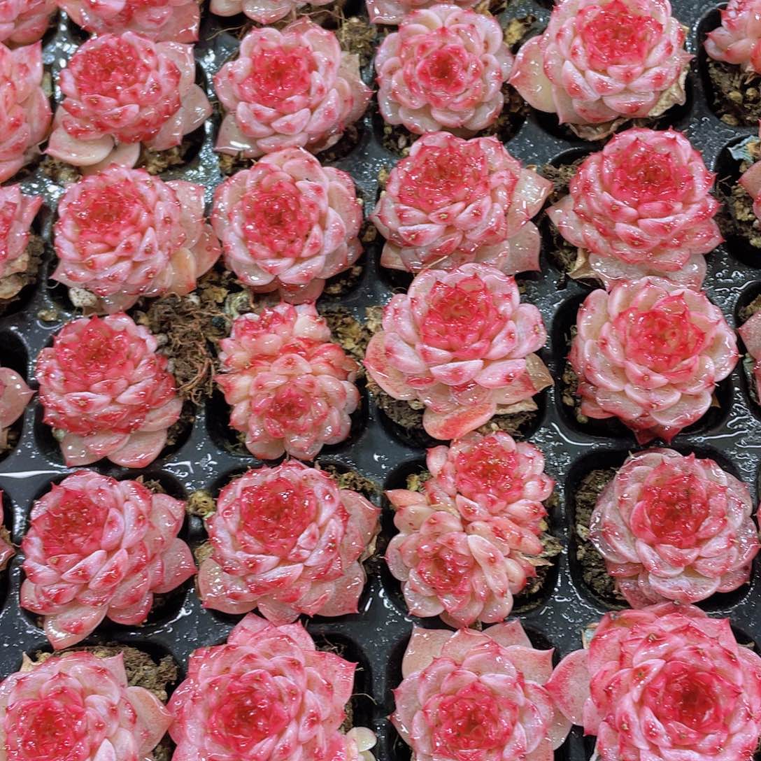 量拍72号 糖心天鹅绒单头双头混发7个