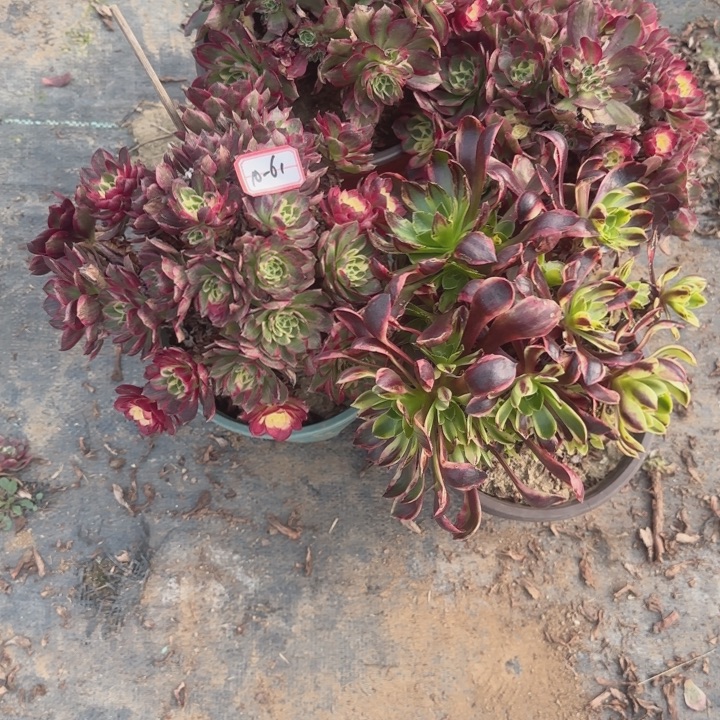 无***痕10-61海王黑处理4不包售后