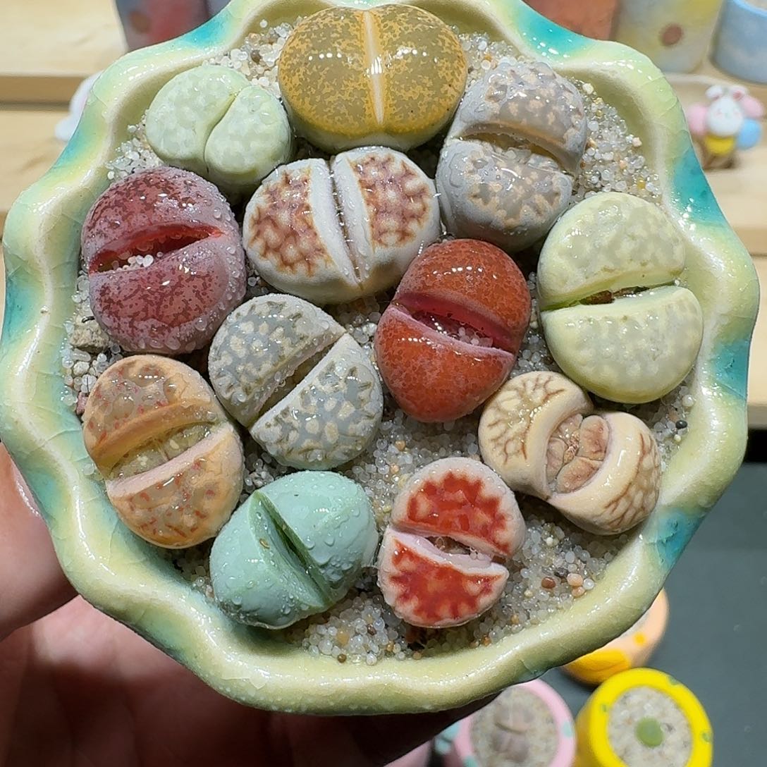 红陶蘑菇541彩拼