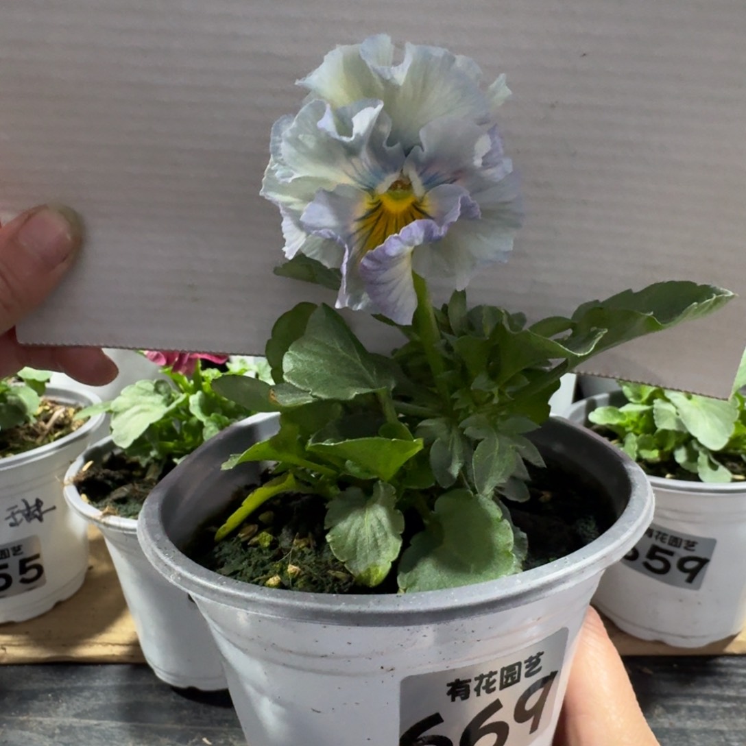全部花朵669号角堇