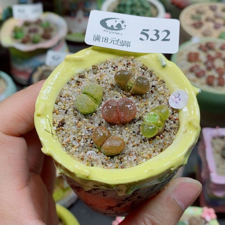 生石花花花花花花532