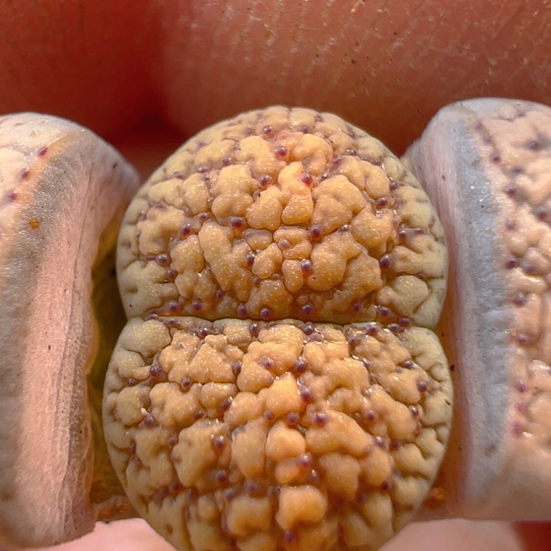 115多肉植物百科知识