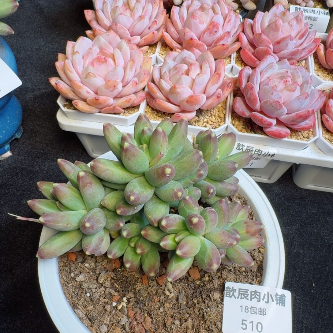 多肉植物 千代田子松  510