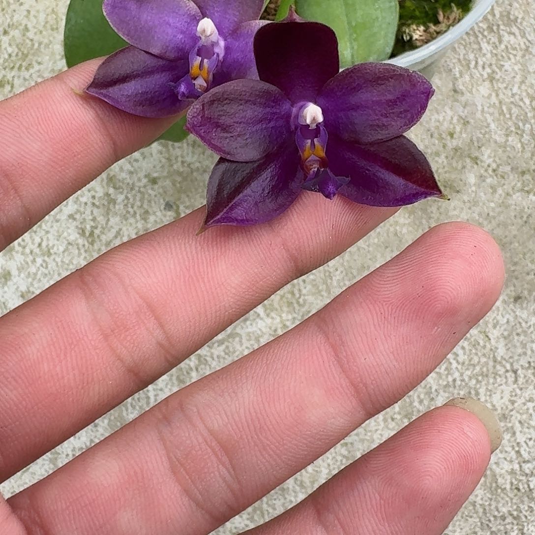 当前无花栽培后可以开花9159 瑕疵三寸 ys1230