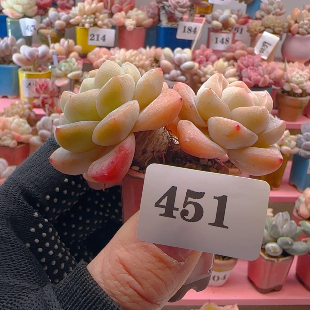 粗腿冰玉451 ，带盆土发货，满38包邮非偏远