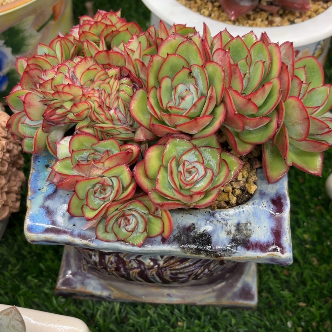 指***官我们要好好学习啊哈哈