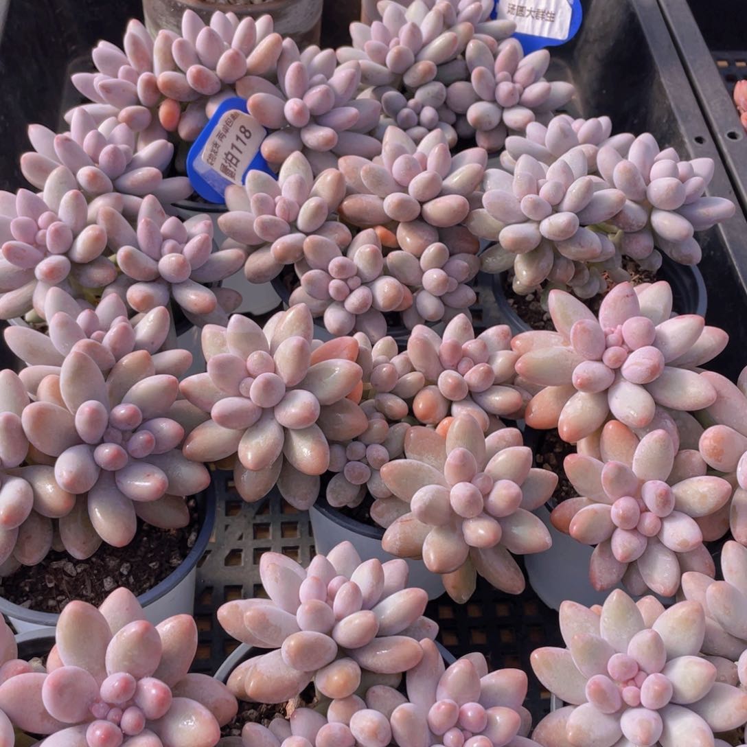 量拍118号 汤圆大群生一个