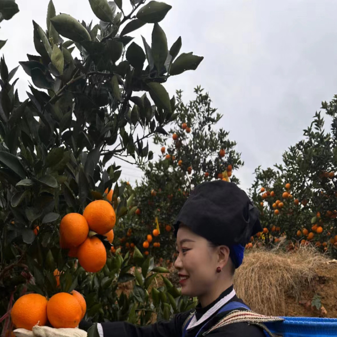 【正宗】晴隆鸡场脐橙普通装