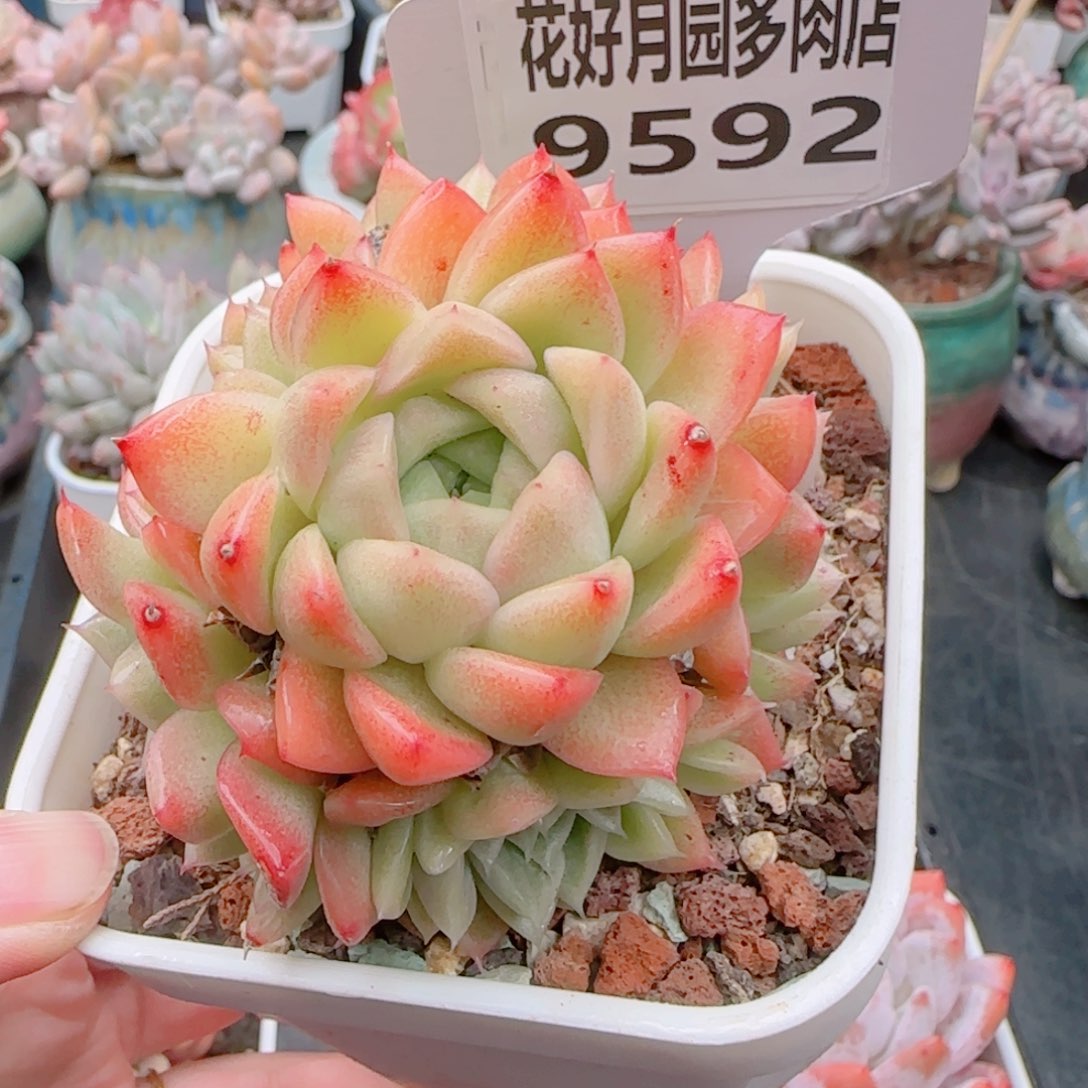 多肉植物9592……………