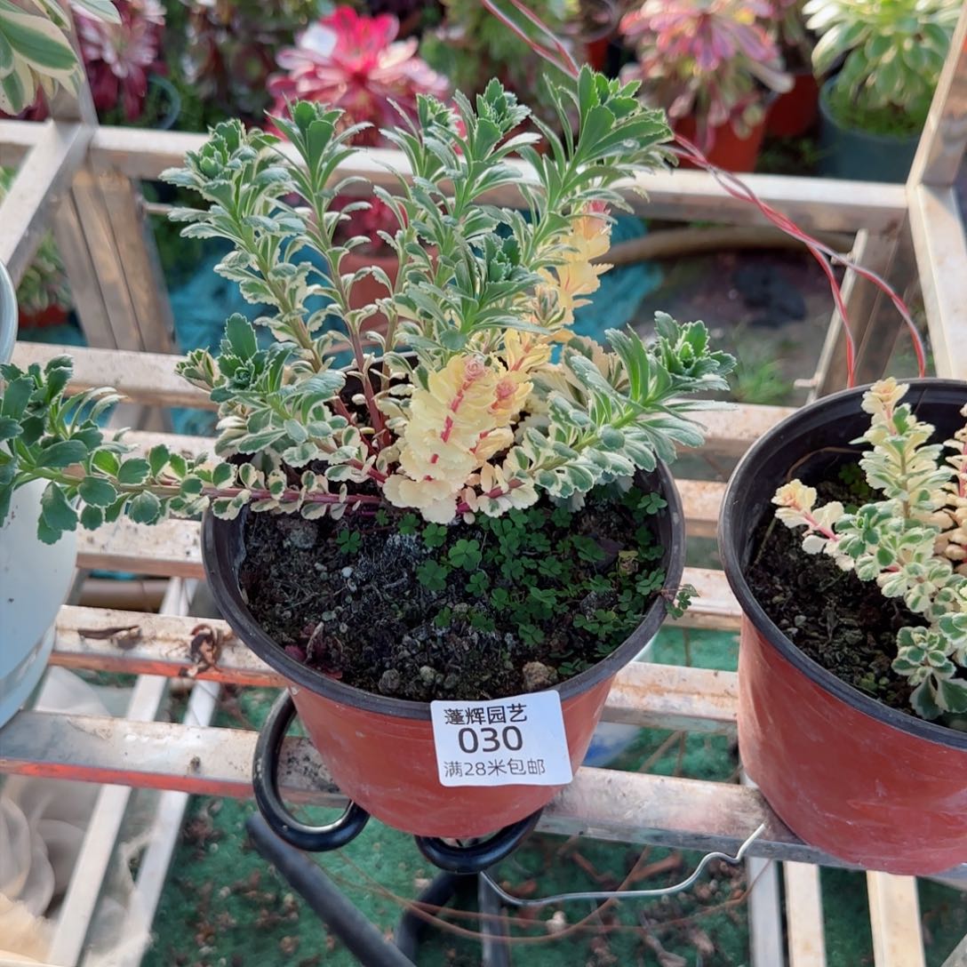 亚特兰蒂法师多肉030