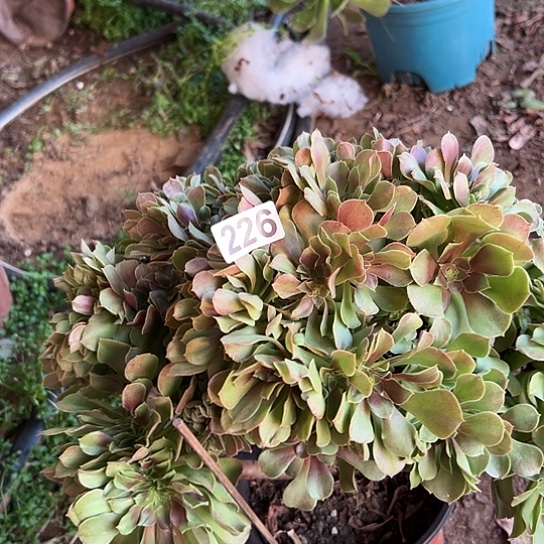 白***狼多肉植物一个玫瑰226