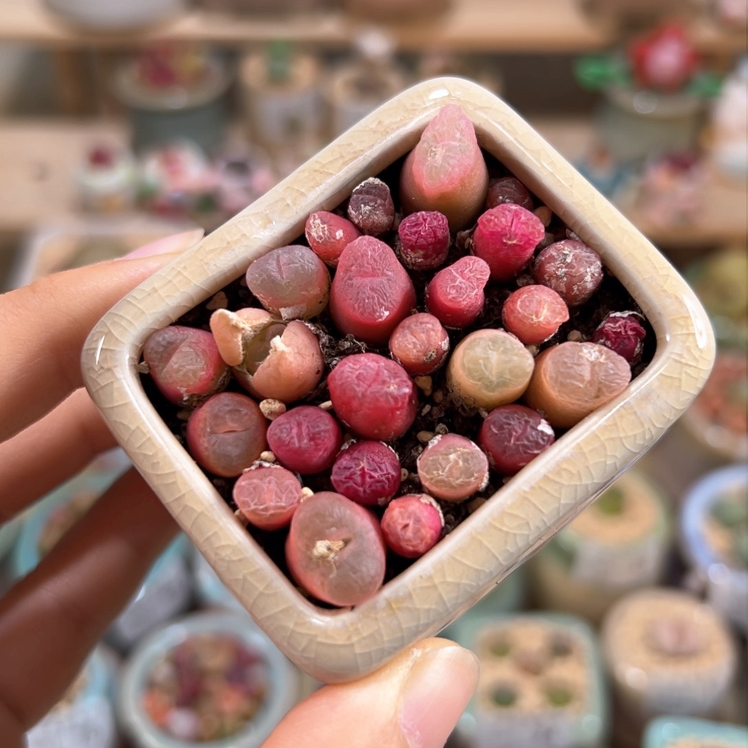 多肉植物83号超毛