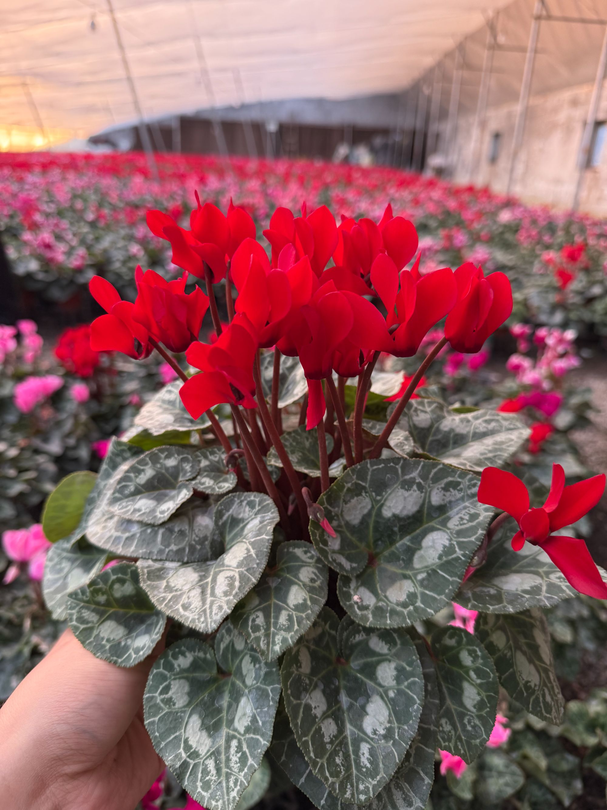 【仙客来】一代苗 迷你系列 140大盆 带花带花苞四季开花耐寒耐热