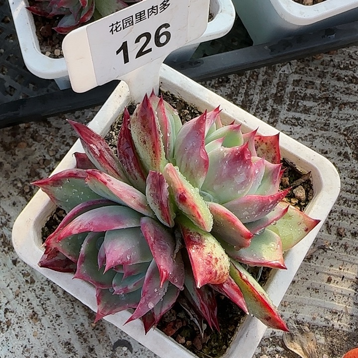 126 惊鸿仙子多肉植物6-9cm