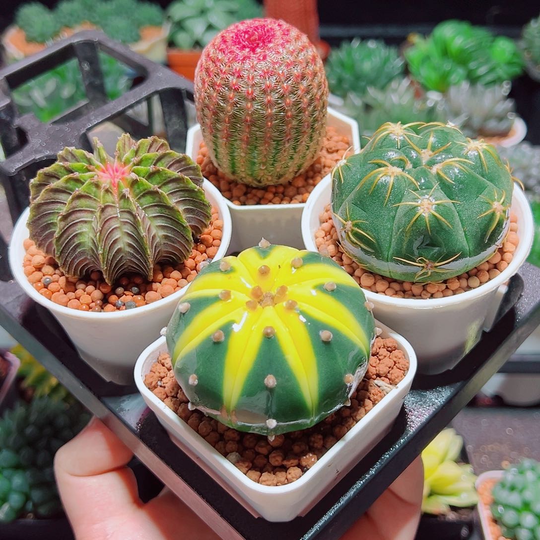 星兜锦红太阳肋骨海王原盆土