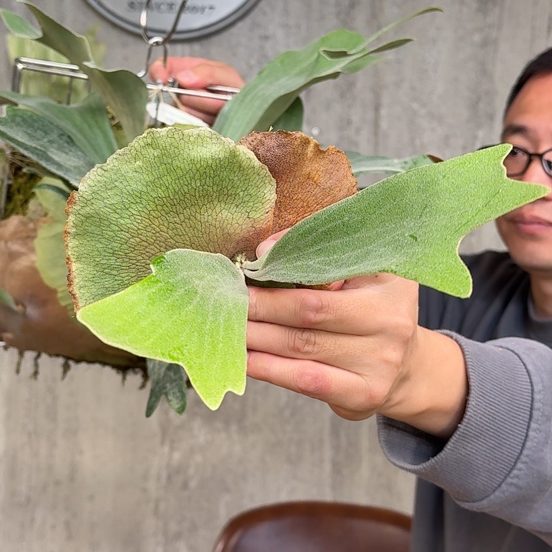 完全开放Bt Short短手二叉