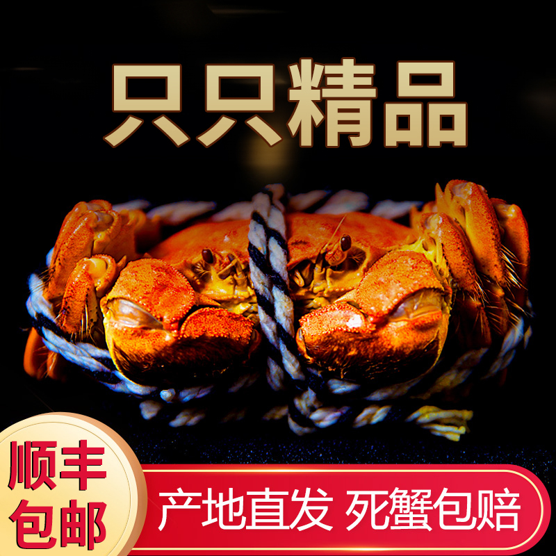 【活蟹】江苏洪泽湖河蟹2.0-1.7两全母蟹10只送2只不捆扎湖蟹螃蟹