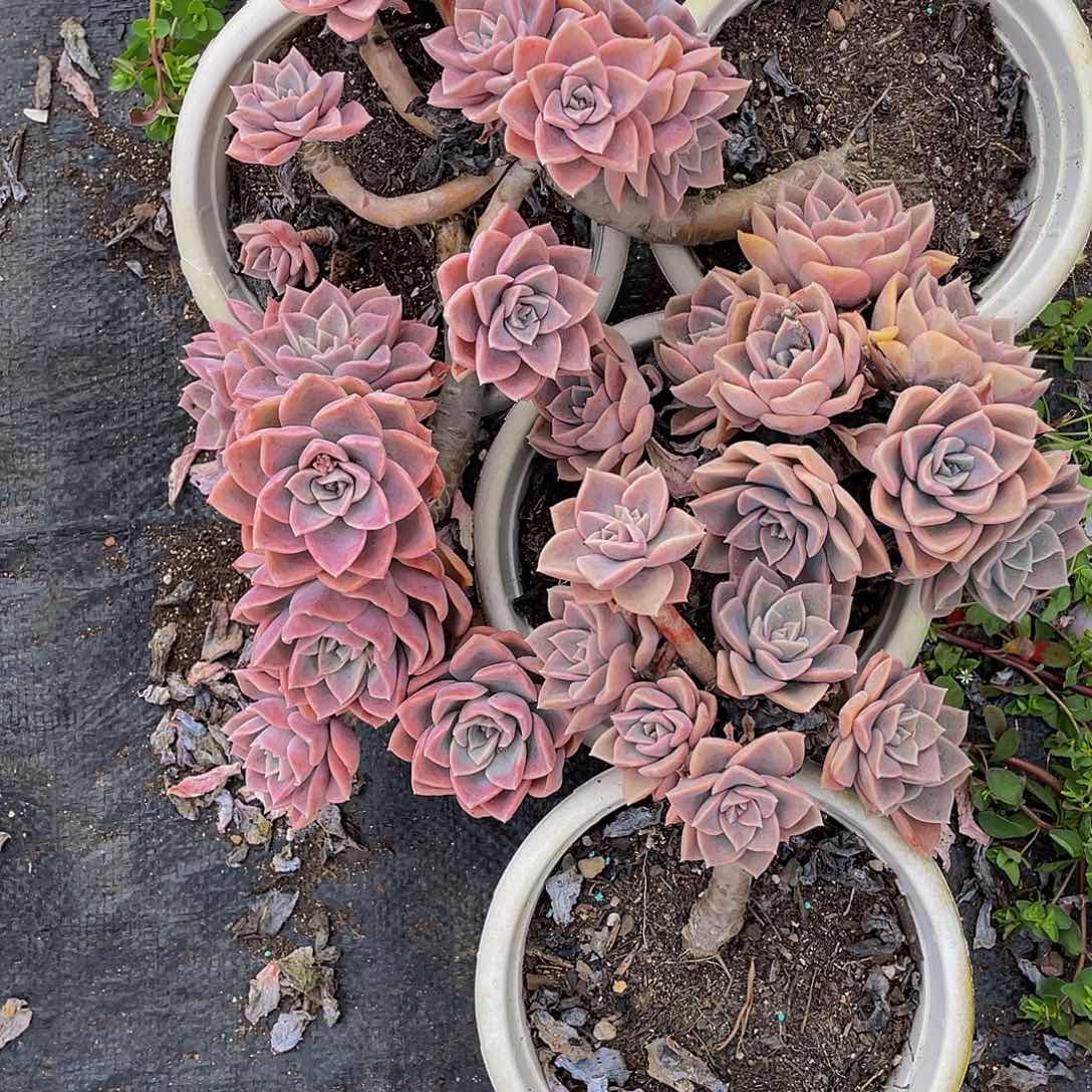 越****y哈利沃森多肉植物