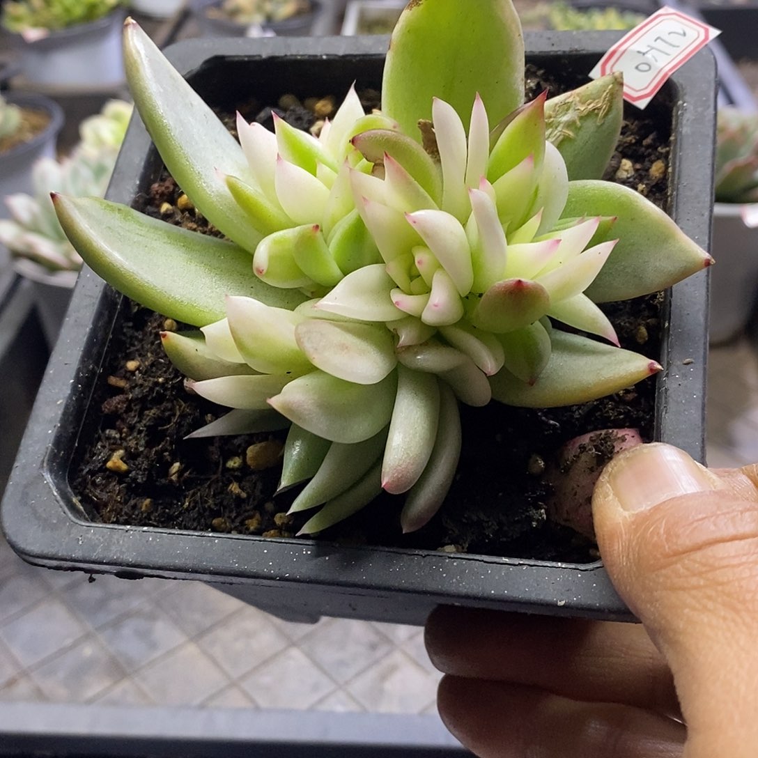 05172雪白玛丽亚锦底座多肉