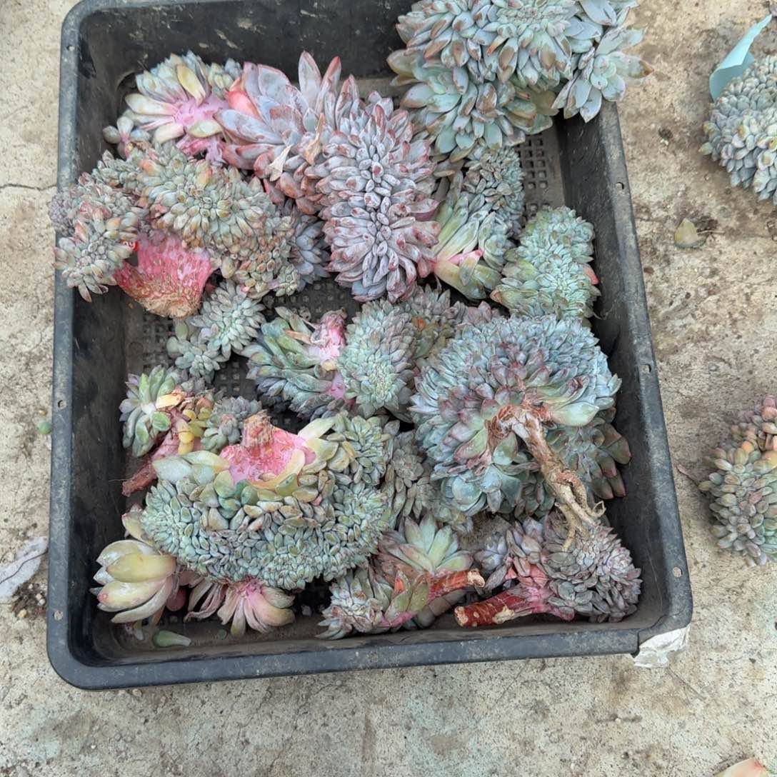 卡****星影缀化瑕疵一筐