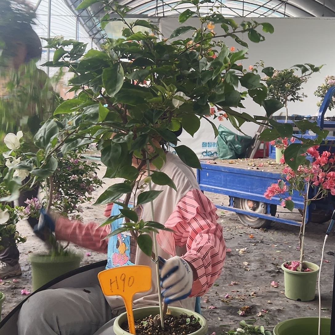 一***提大部分花苞少量开放H90澄粉或红樱