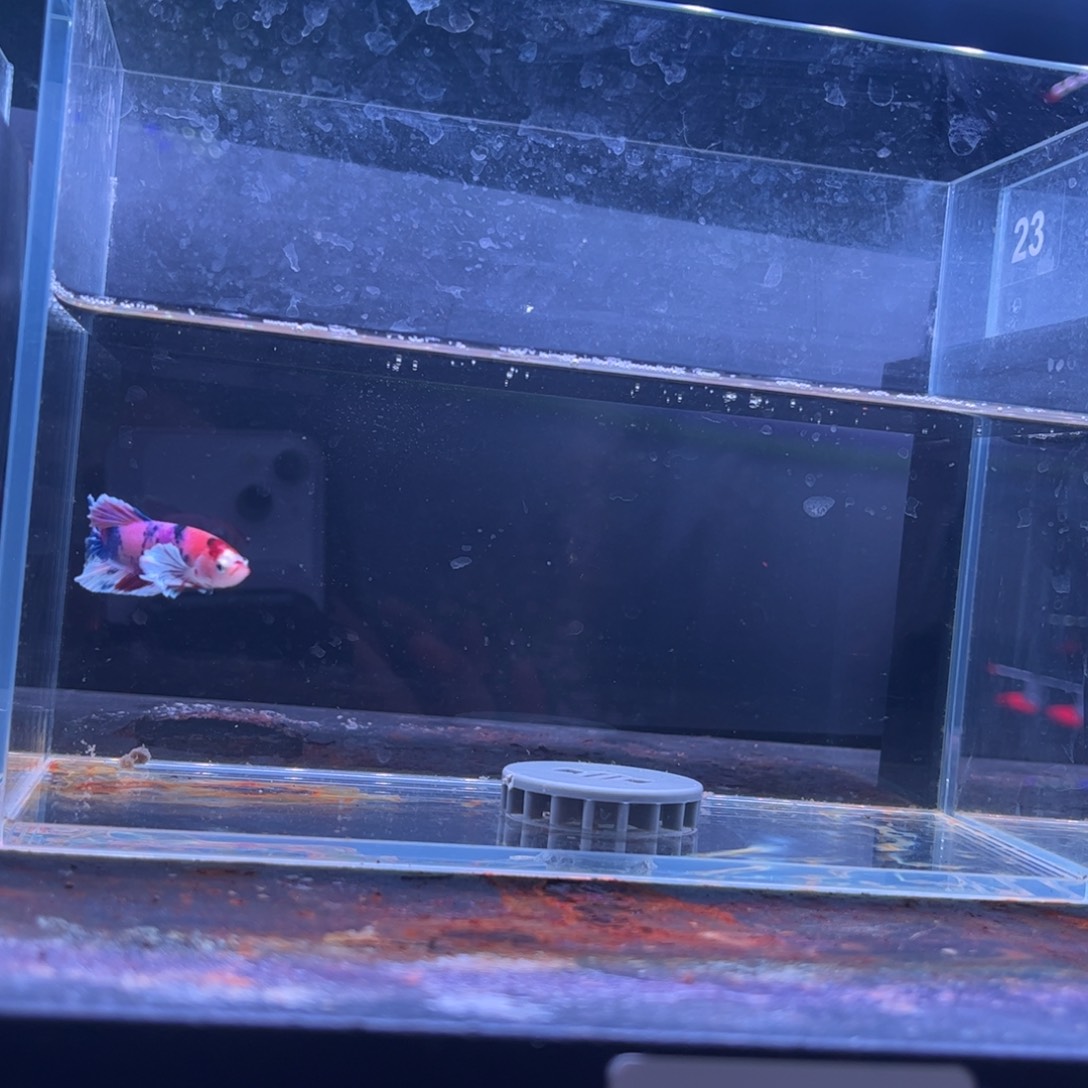 斗鱼泰国斗鱼顺丰