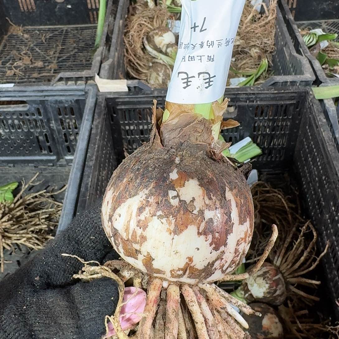 毛毛7➕朱顶红开花球