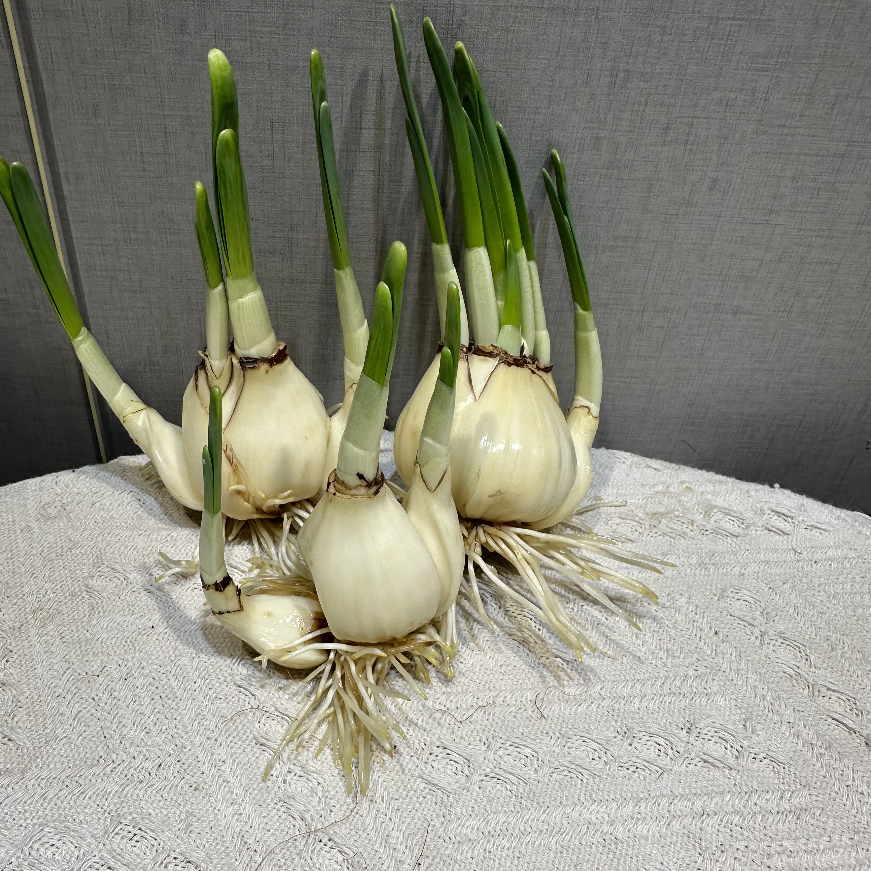 3颗带芽带根]漳州水仙花盆栽年宵花卉开花水培室内外冬季绿植