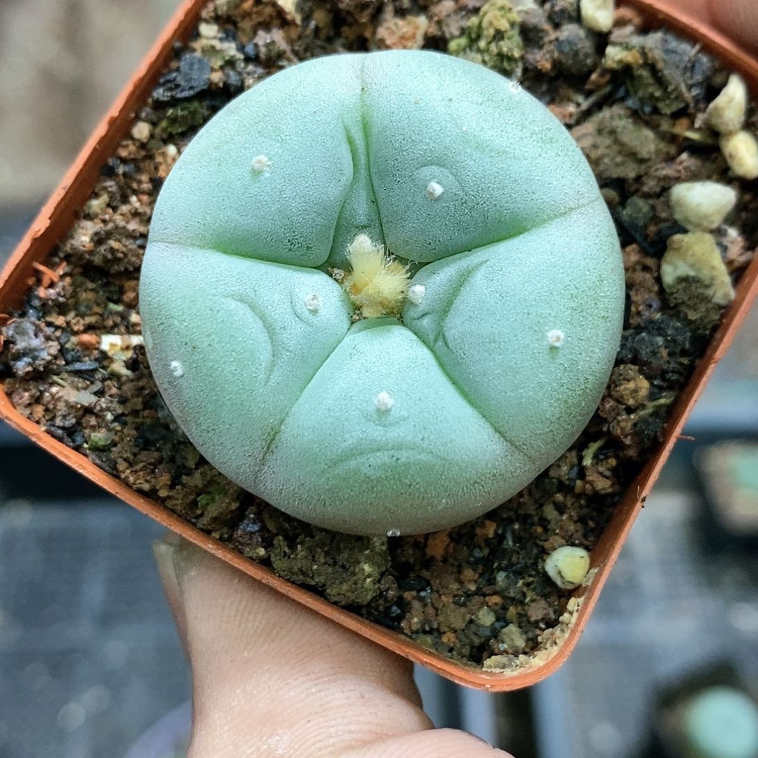 孤品实生优选控养蓝白肌海鲜3.6cm