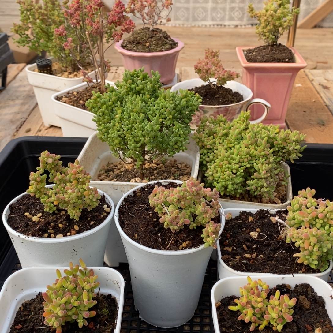 枝干蜜桔糖球来咯476