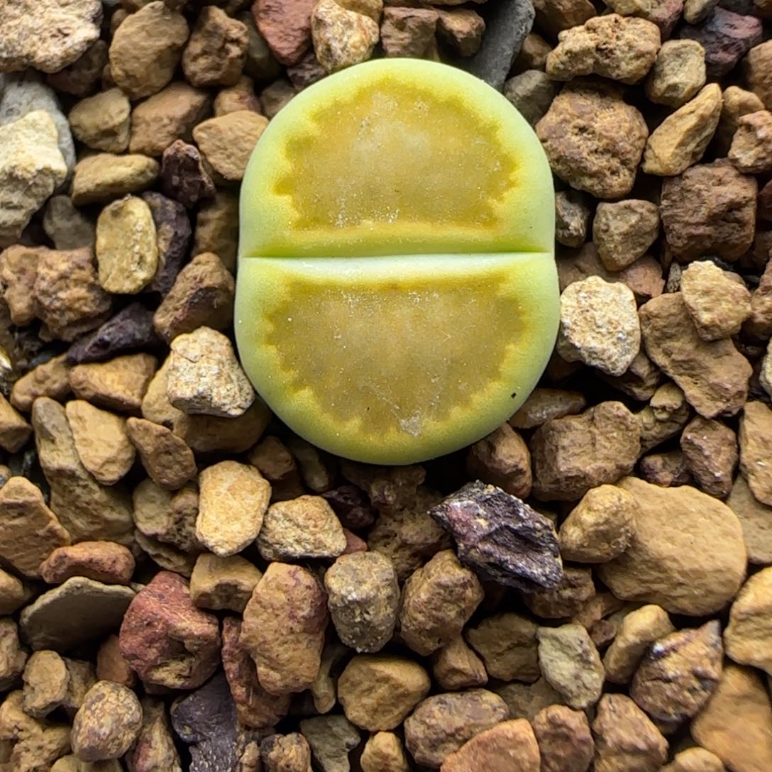 414 生石花大棚直播