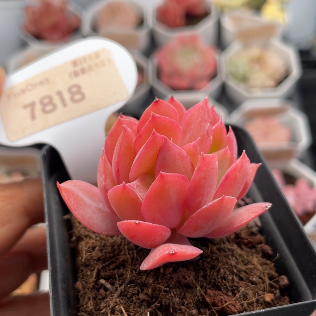 绮罗7818-5.0厘米
