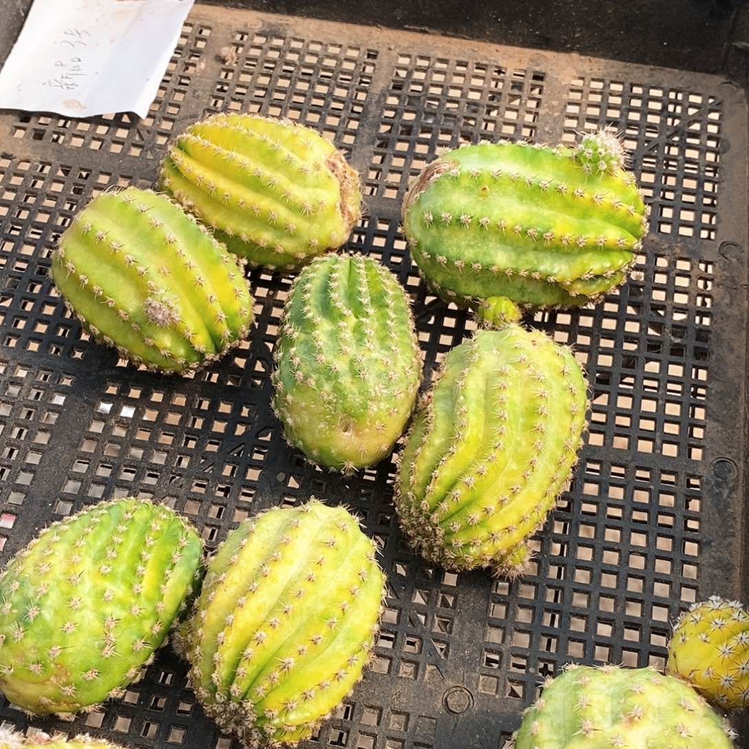 彩新品3号/侧芽歪20包邮/5公分