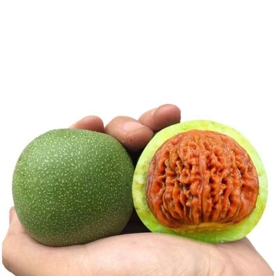 核桃青皮，一物一图，