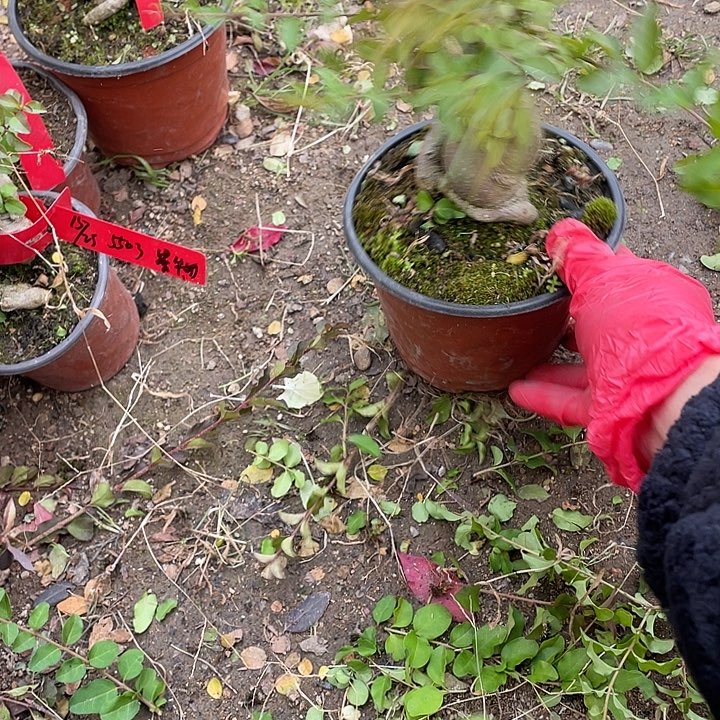 红***军无花朵45菊花菊花计划经济