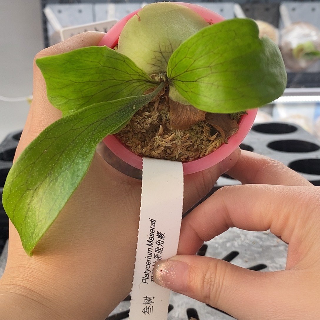 无花朵玛莎拉蒂鹿角蕨