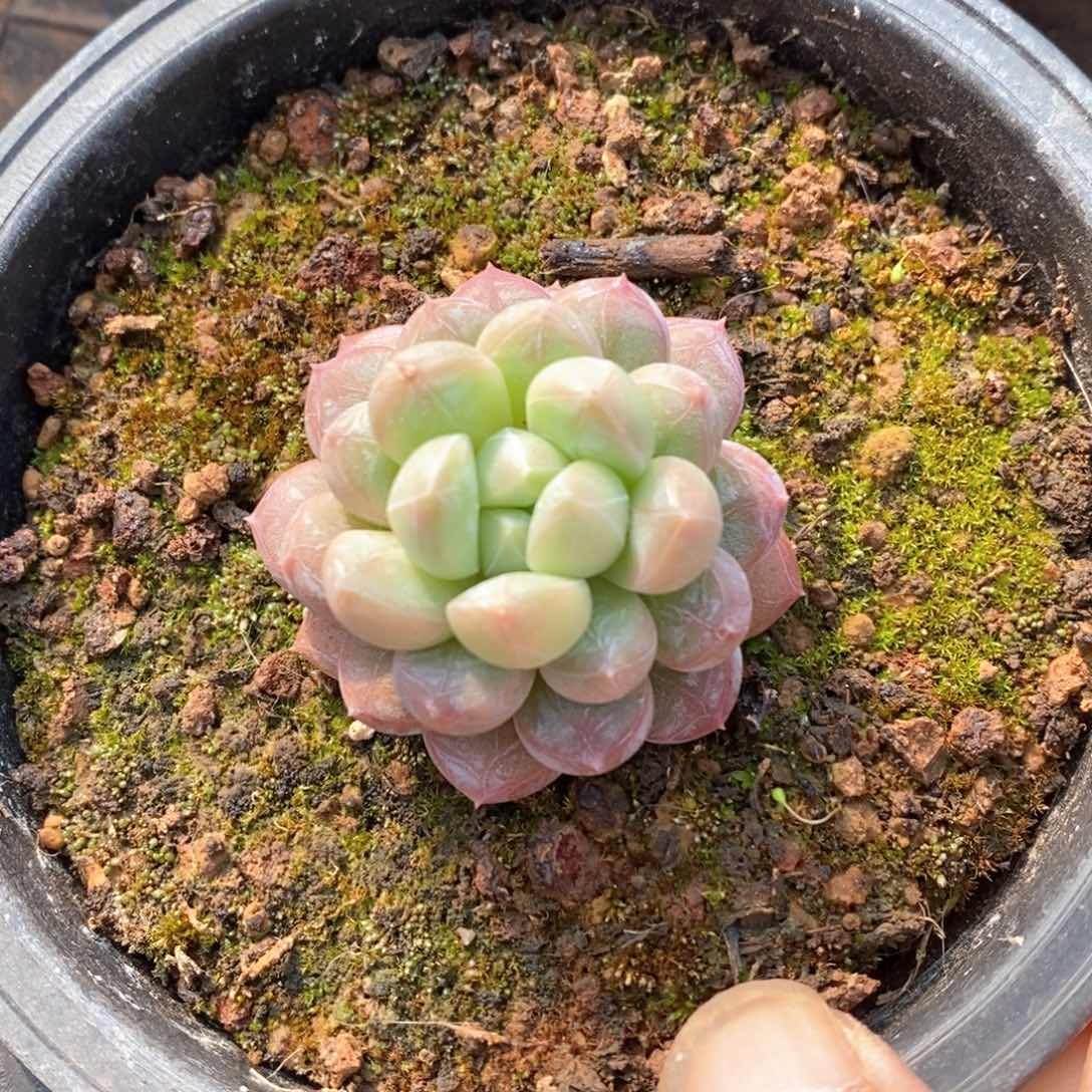 精品多肉一物一批不包整710